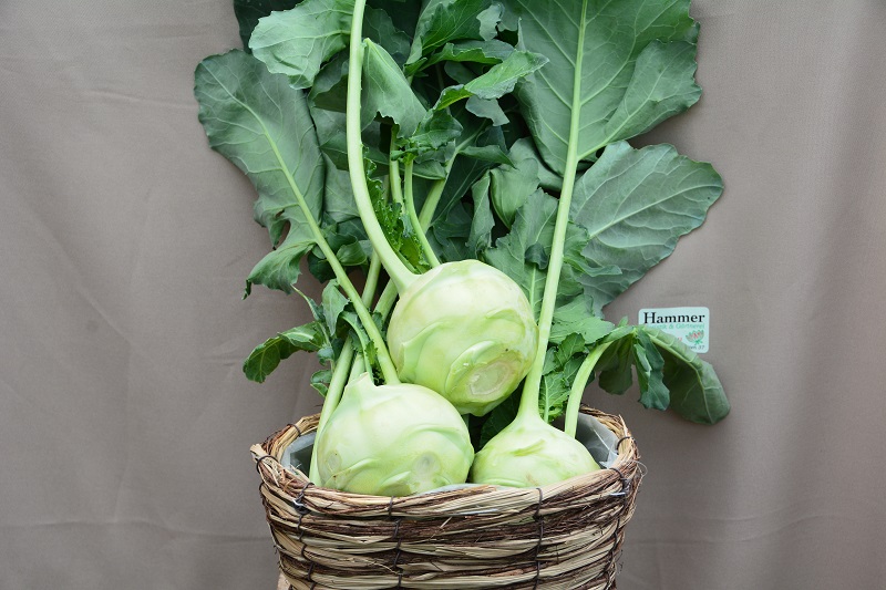 Kohlrabi1